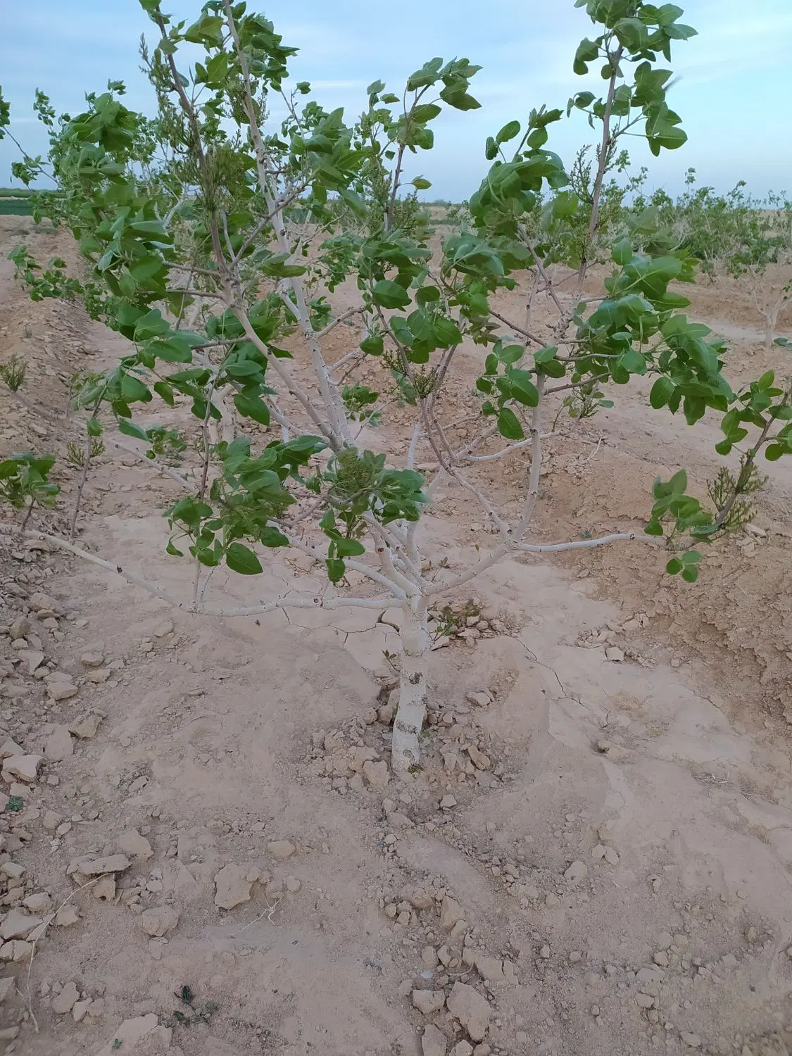 باغ پسته بارده باامکان معاوضه
