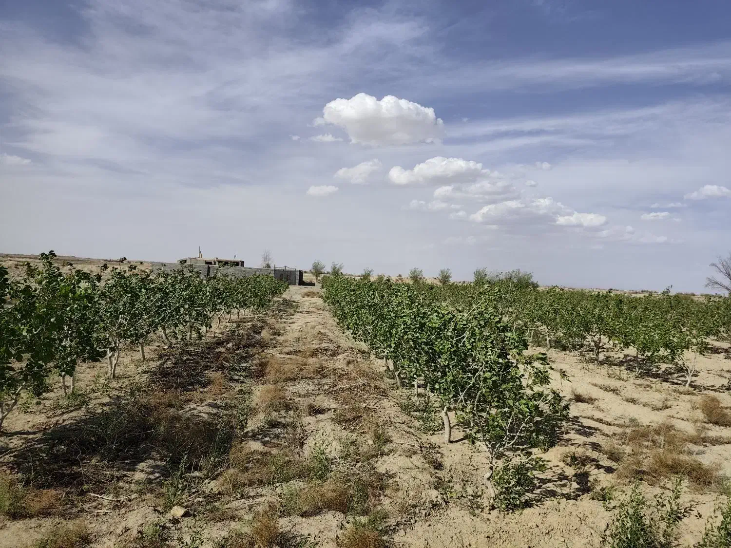 فروش زمین کشاورزی در صحرای ورتون ( روستای دهکرم )
