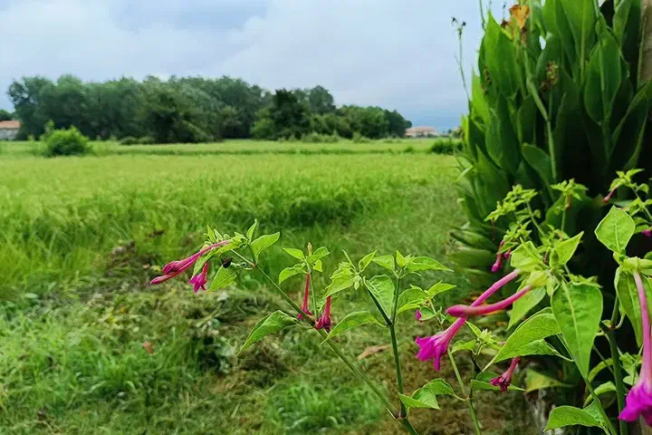 ۲۵۱ متر گیلان