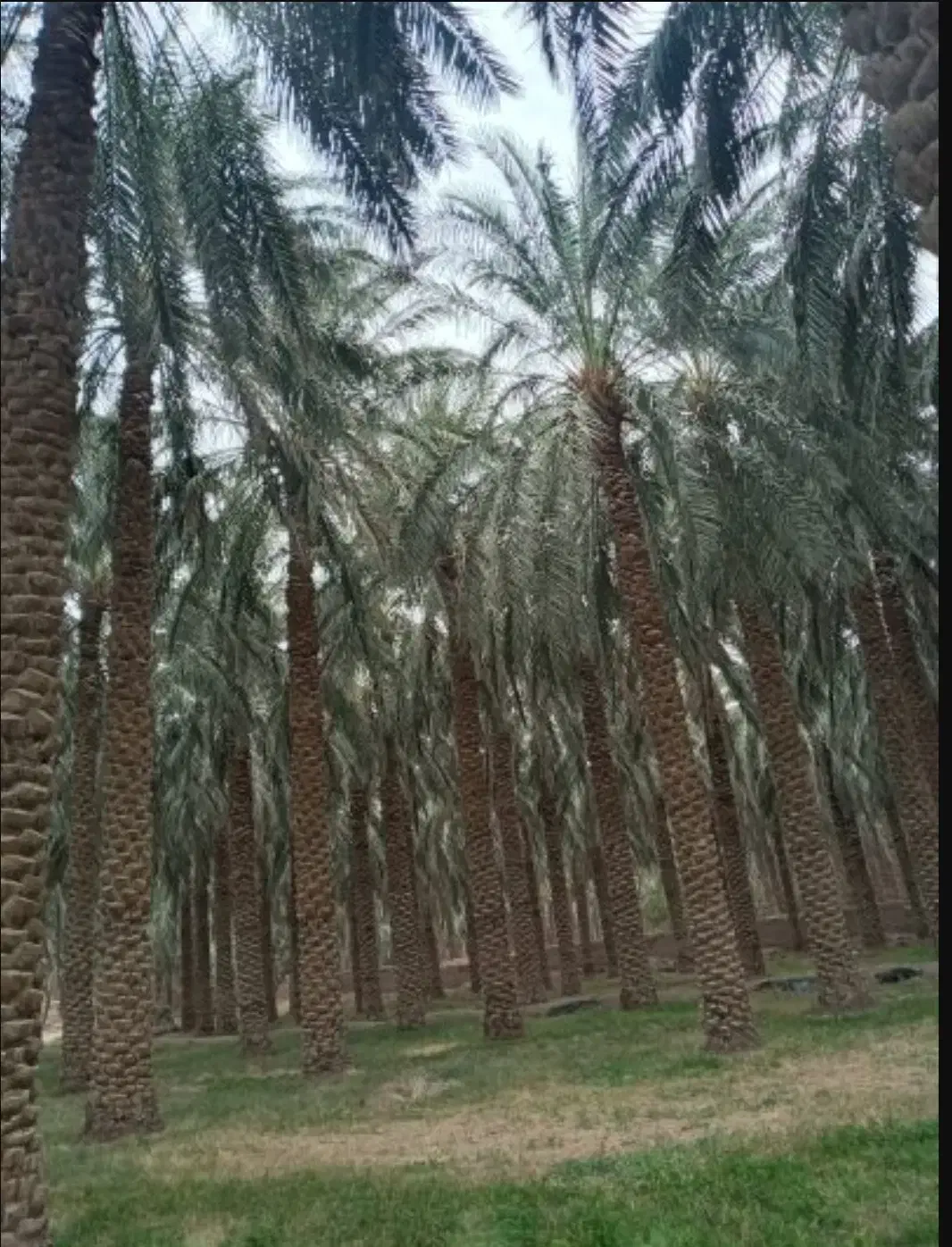 تعدادی نخل یا زمین جای نخل وحدتیه