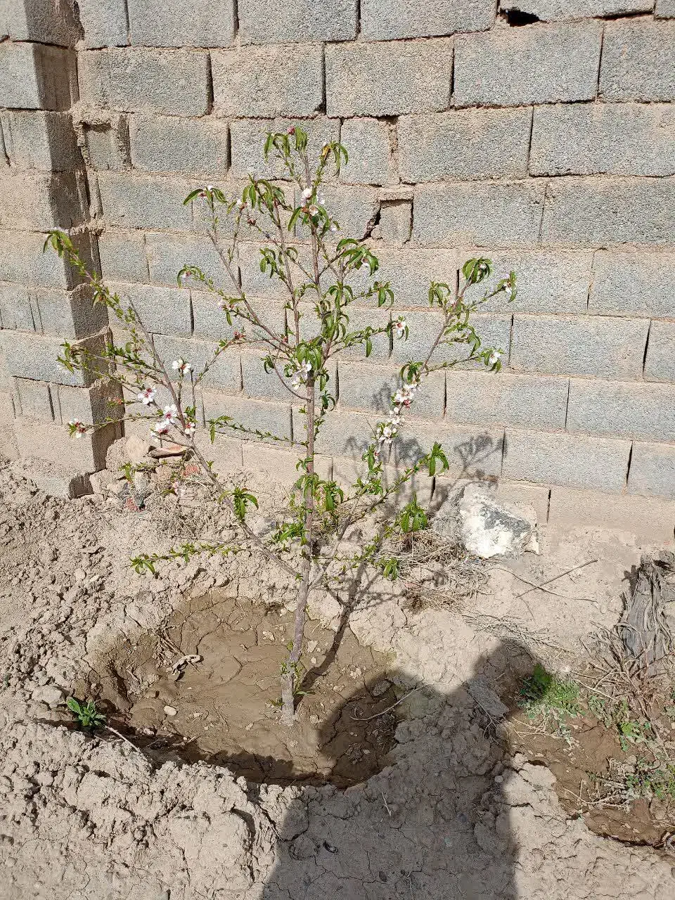 زمین شاهنامه 80