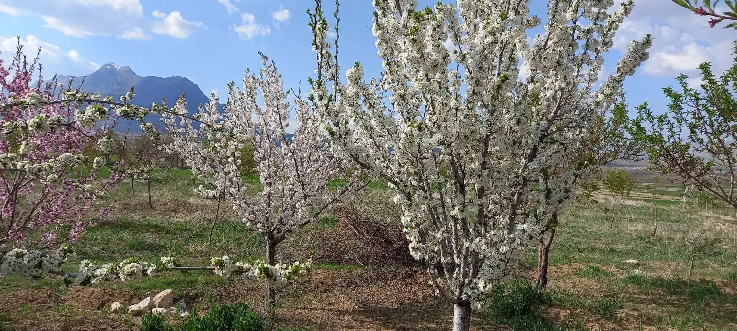 فروش باغ و زمین کشاورزی