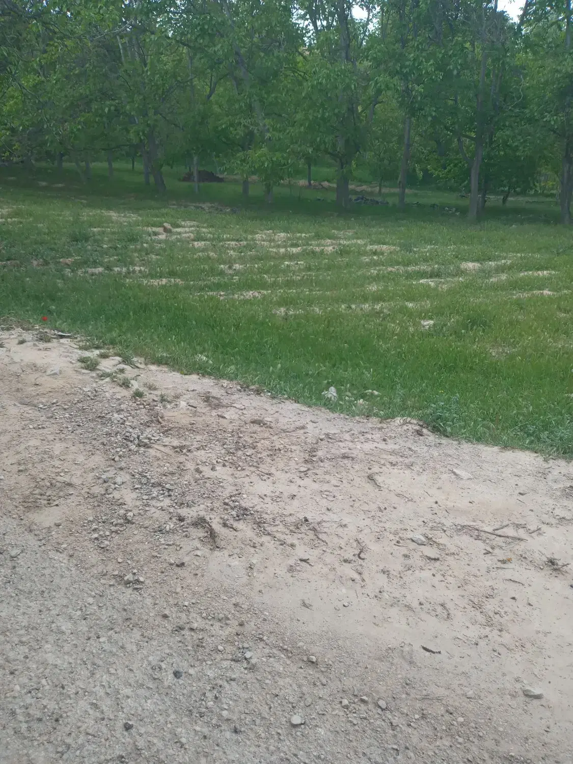 باغ داخل روستای فیروزه