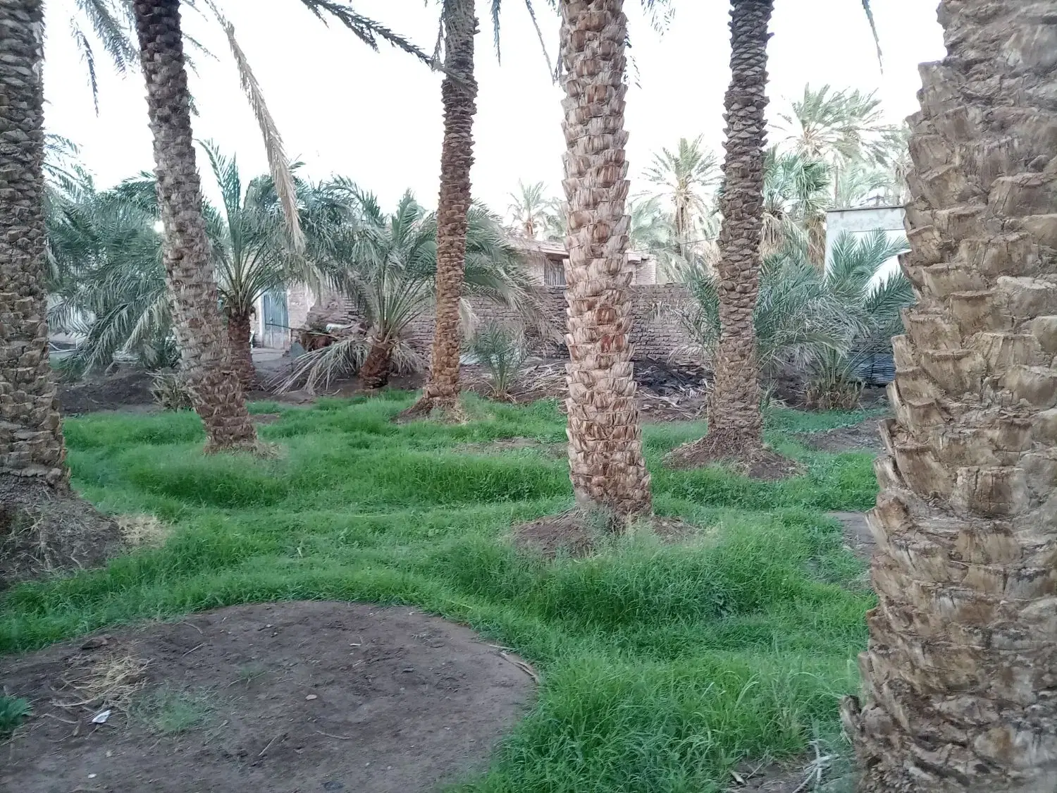 خانه باغ ۱۰۰۰ متری با آب و درخت