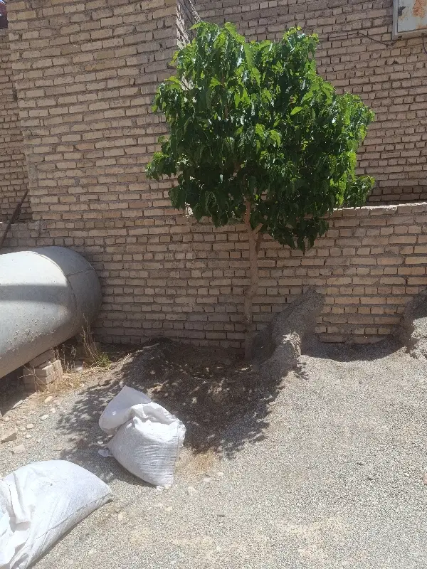 اجاره منزل مسکونی بدون کرایه.ودیعه۵میلیون تومان