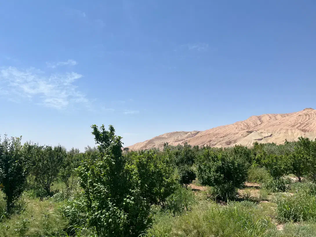 باغ ۵۰۰۰ متری گوجه سبز در گرمسار ناروهه سنددار