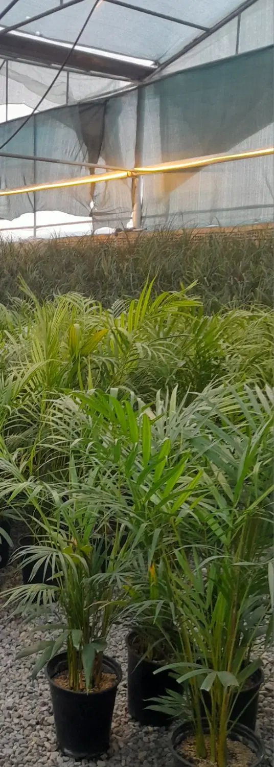چهاردیواری