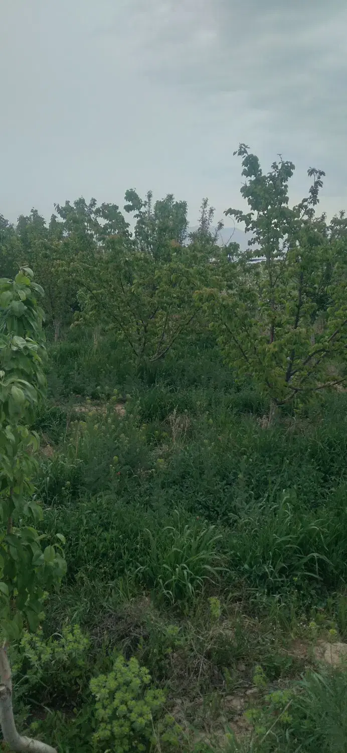 باغچه ۵۰۰متری،نظراباد