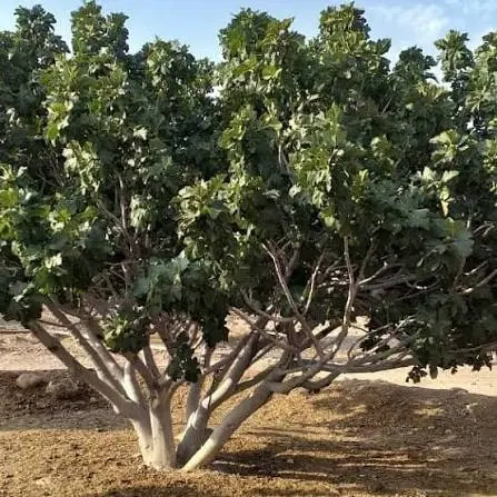 انجیرستان ۳ هکتار فروش یا معاوضه