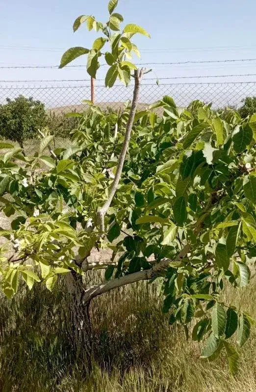 باغچه نزدیک شهر
