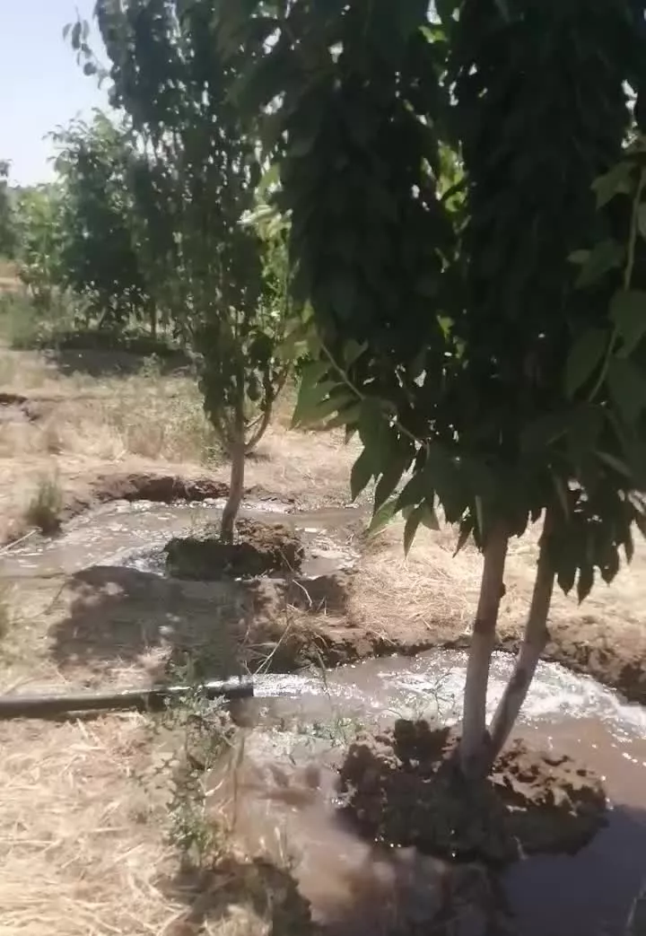 باغ میوه مثمر