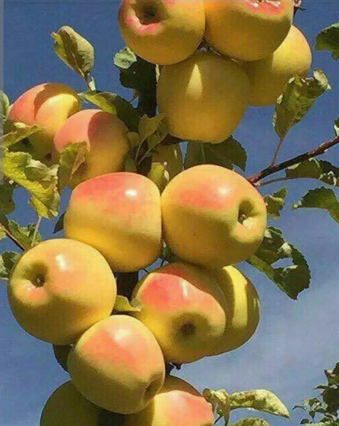 فروش باغ سیب 24 ساله جوان