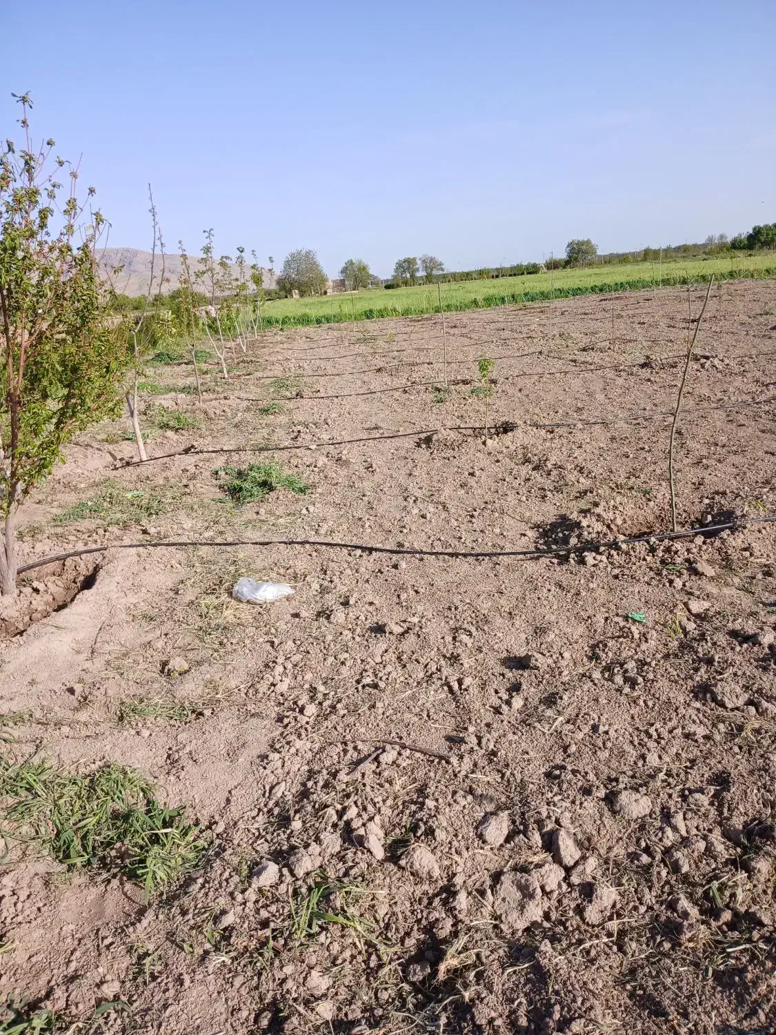 باغشهری روستای جلیان