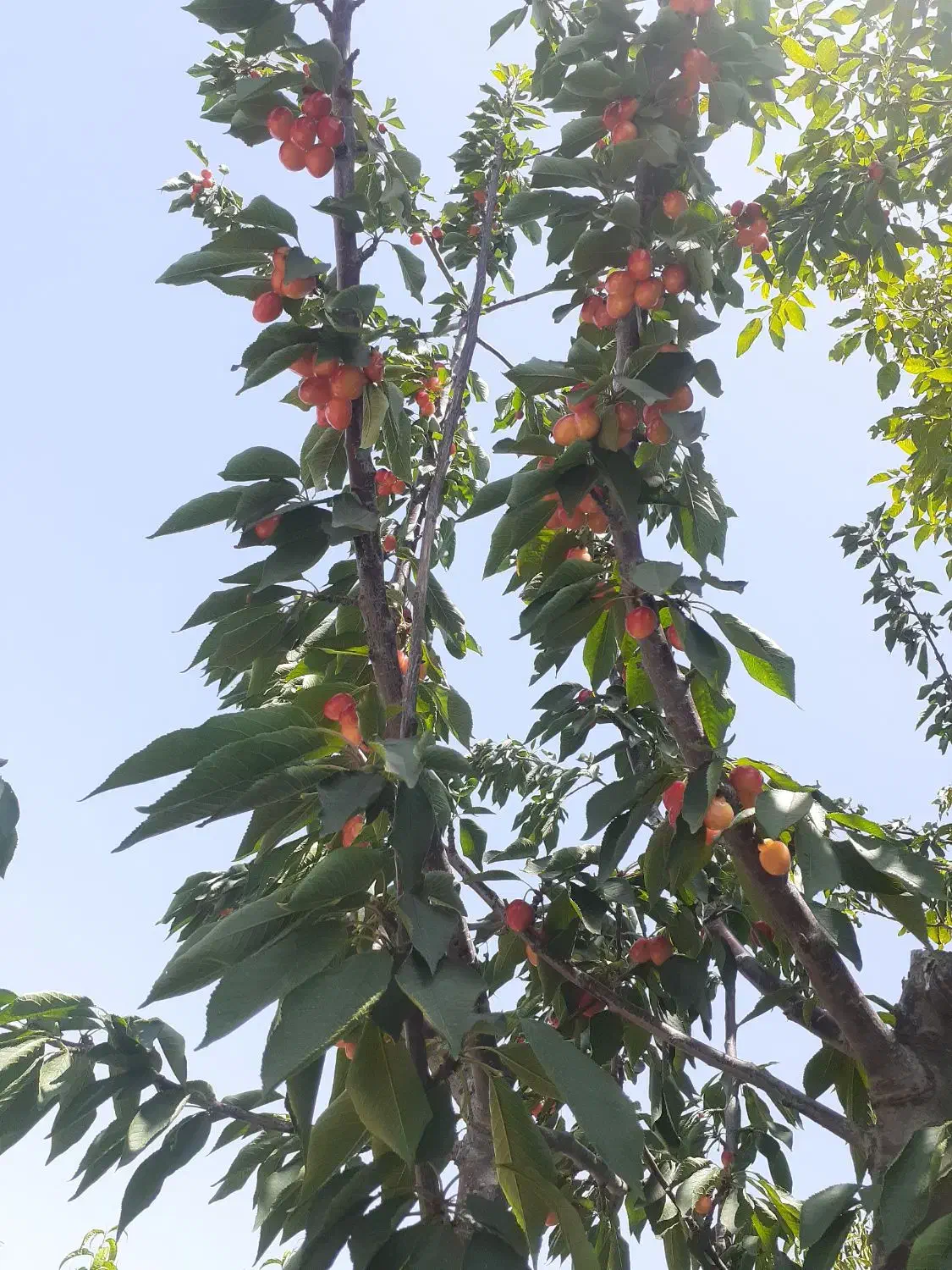 باغچه سند دار شهرکی