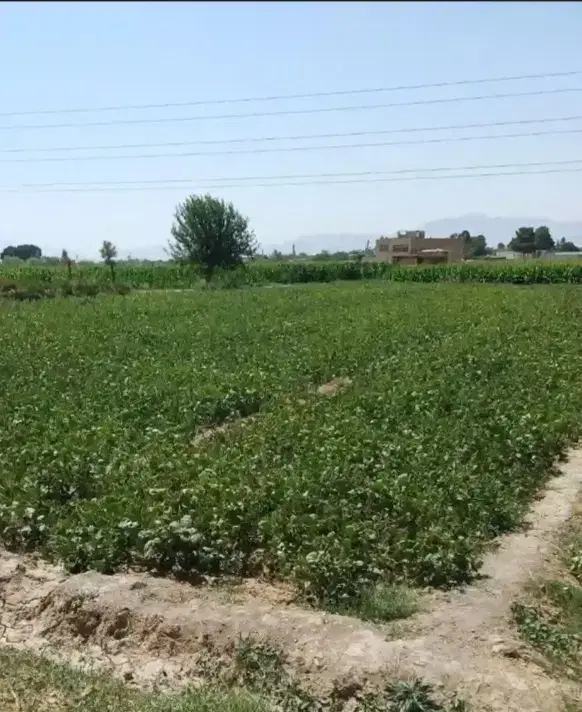 باغ