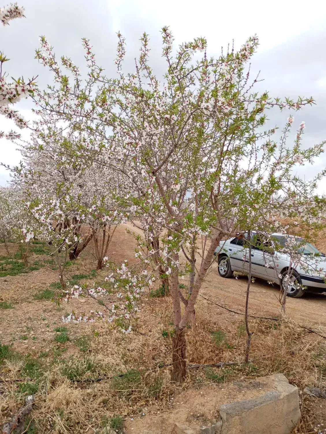 باغچه بادام مثمر