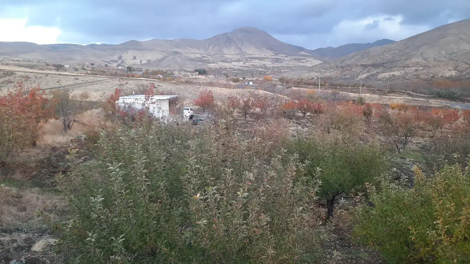 باغ مثمر حدود ۱هکتار دیزگران کامیاران