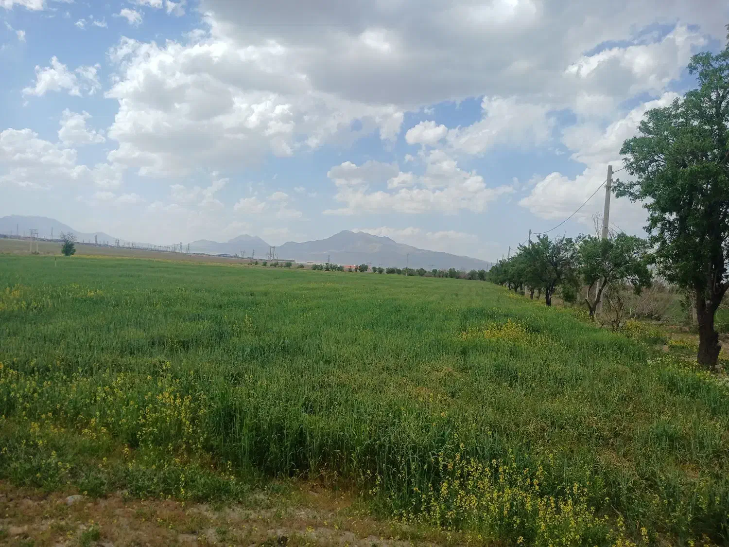زمین کشاورزی