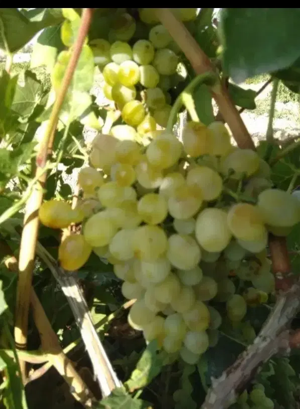 باغ انگور