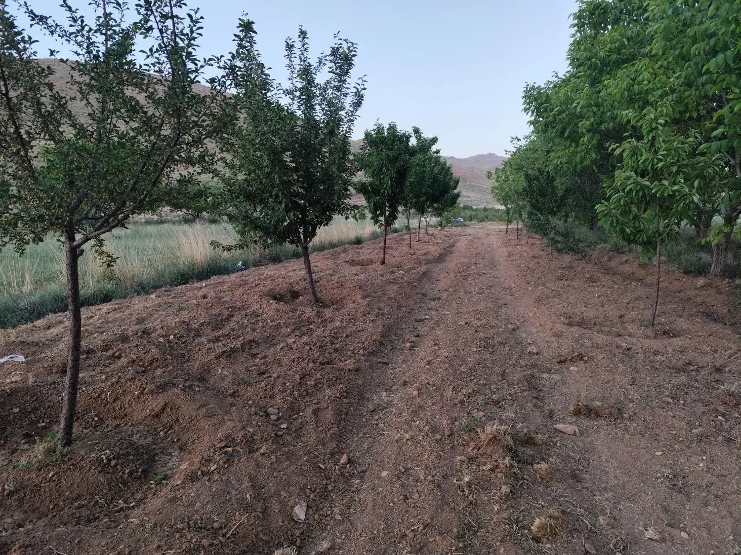 باغ ثمری منطقه گورجلال