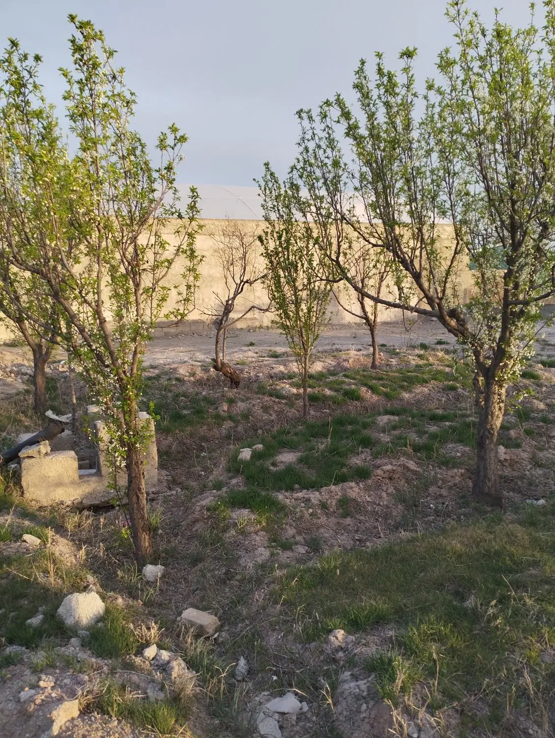 باغچه 500متری