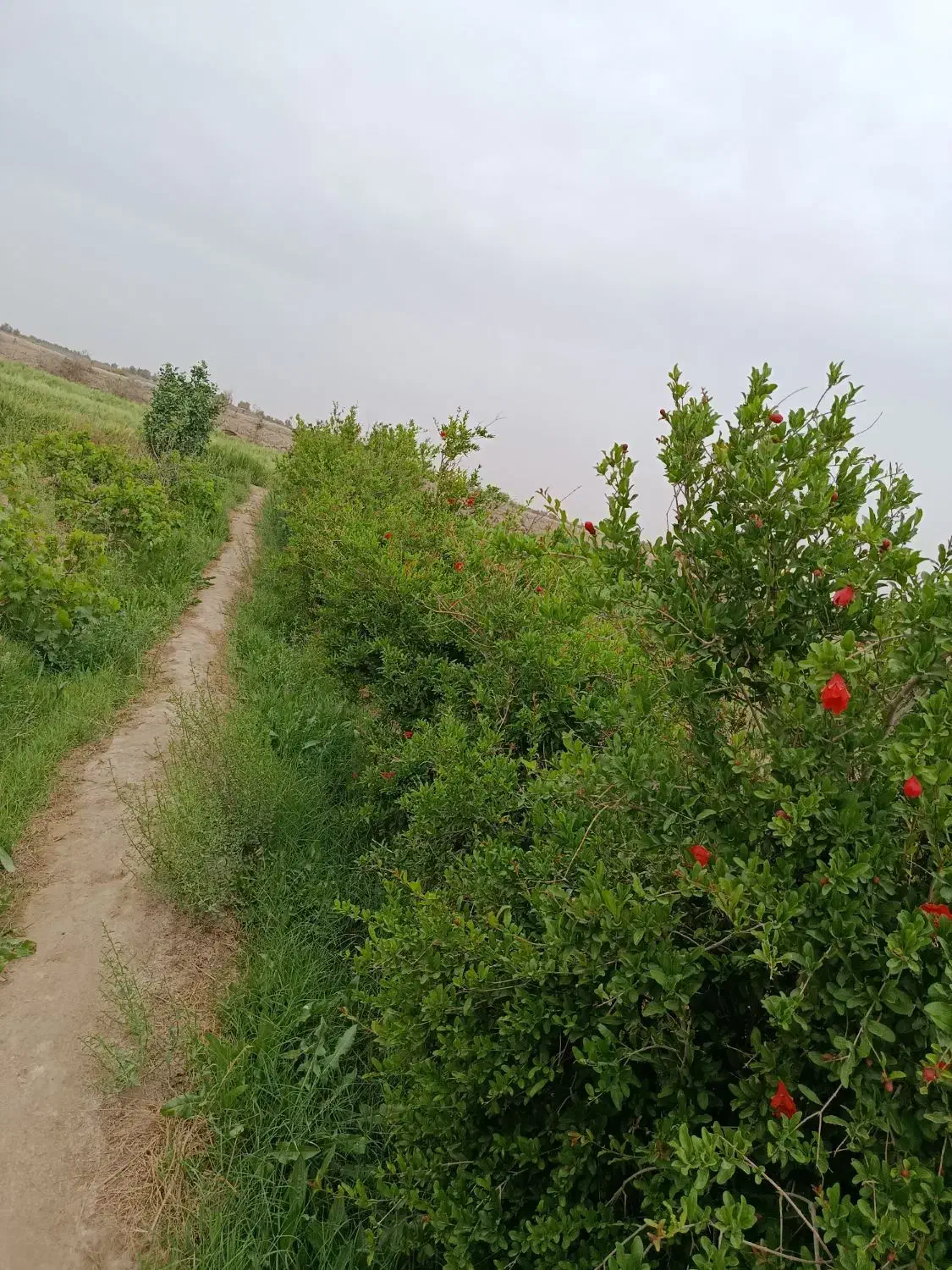زمین کشاورزی