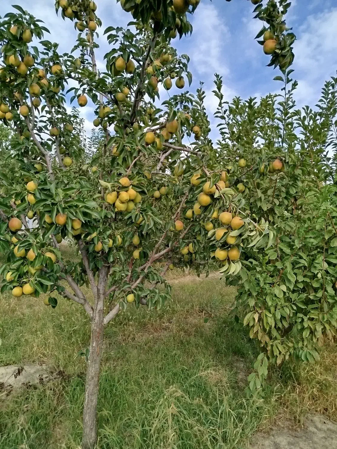 باغ میوه 1450 متر شبستر
