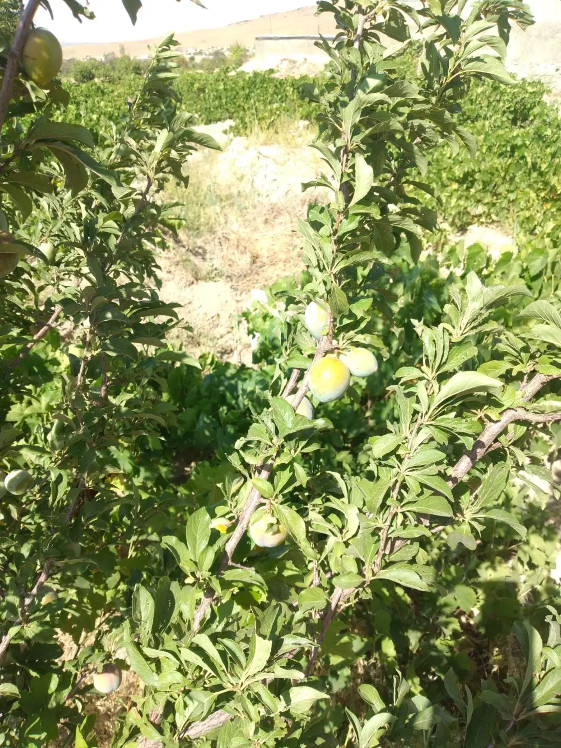 باغ +۶۰۰۰ متری انگور و درختان میوه