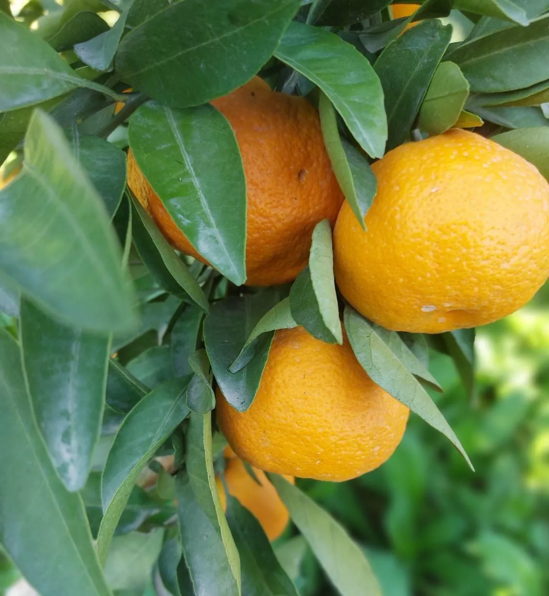 باغ نارنگی درخت ۸ ساله