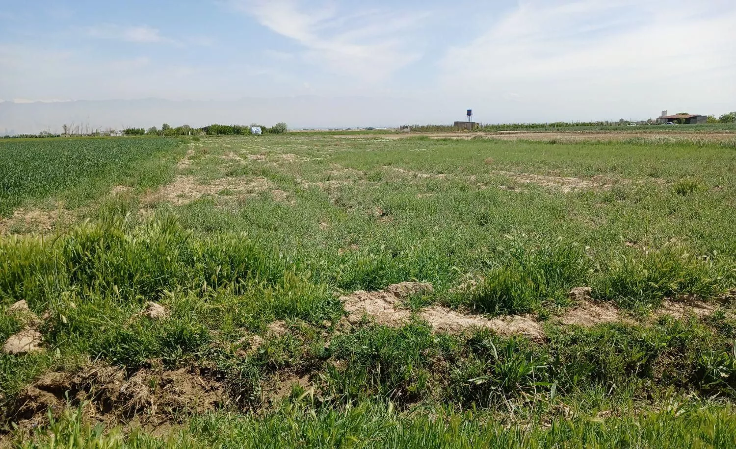 ۶۰۰۰متر زمین کشاورزی در نجم آباد مزرعه جعفر آباد