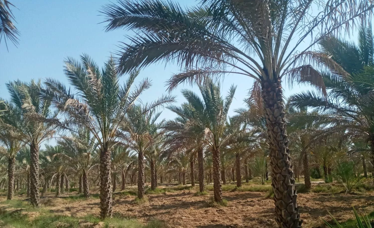 باغ خرما منطقه سعدآباد