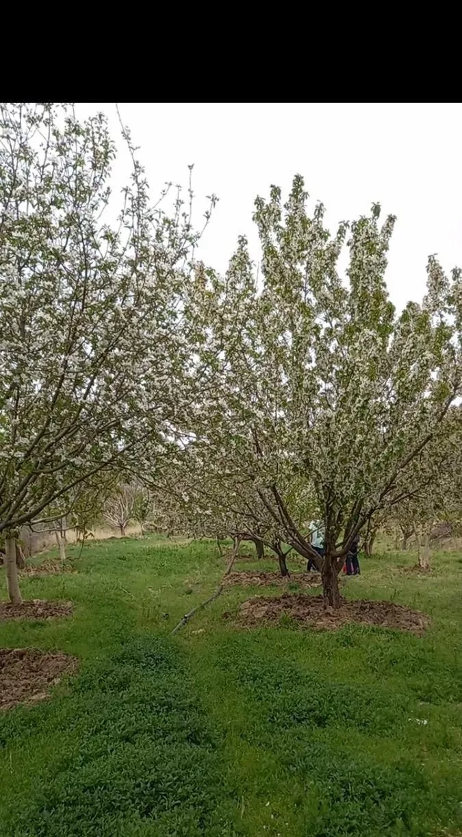 باغ میوه باراجین قزوین