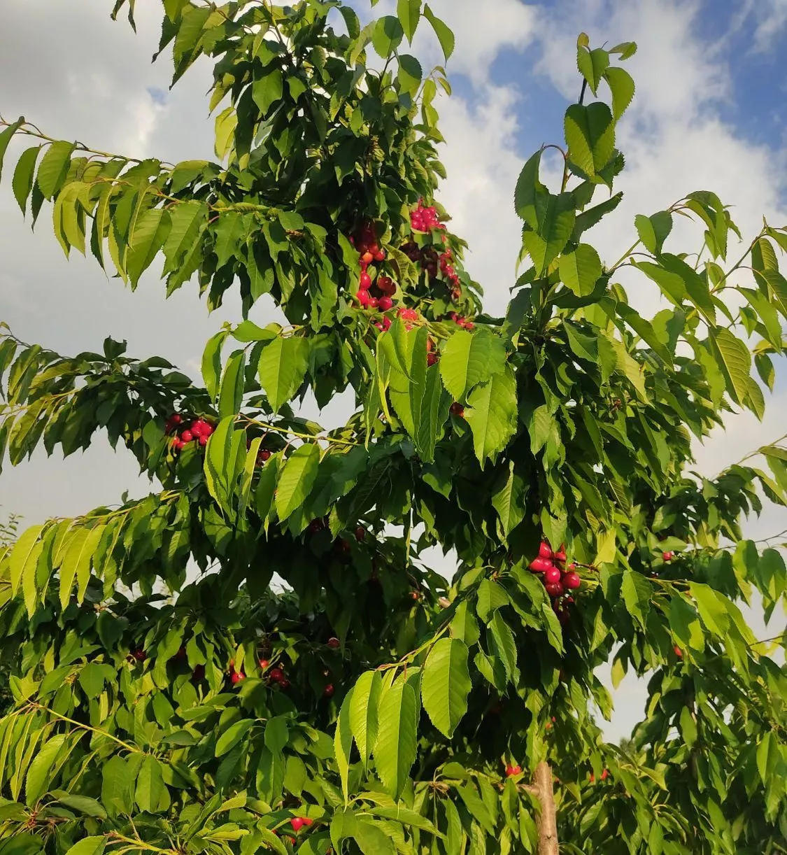 فروش باغات کشاورزی پل زمانخان با درخت میوه