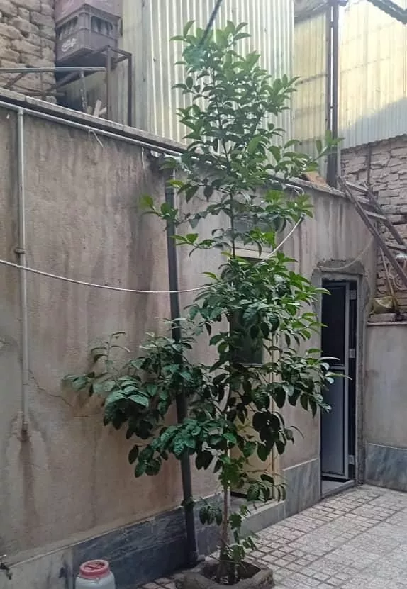 شهرک قلعه میر خیابان ۲۵ متری شهدا کوچه گلهای ۷
