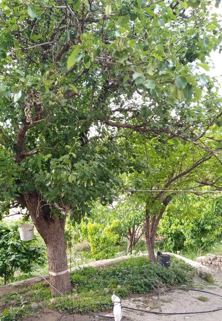 ویلا باغ انواع درختان میوه