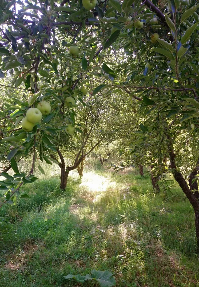 باغ ثمری سیب سپیدان