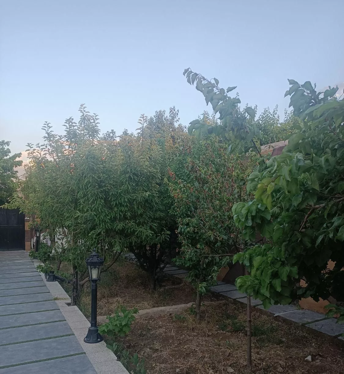 باغچه به مساحت 400 متر با درختان قدیمی بنا استخر..