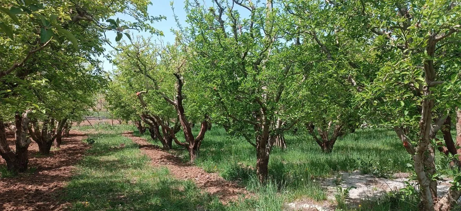 باغ 2000 متری 30 ساله سیب
