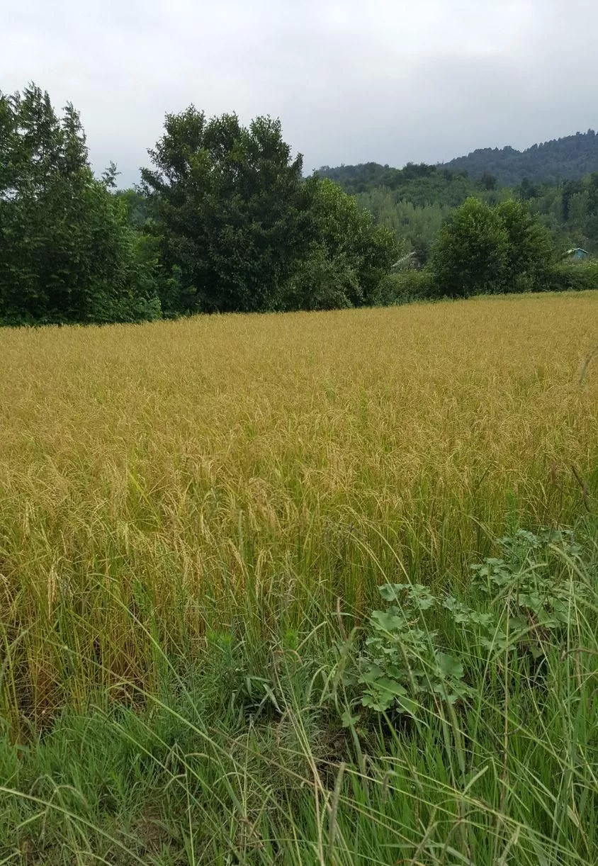 ۲۰۷۰مترزمین کشاورزی برای کشت برنج
