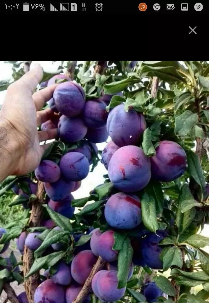 باغ میوه 1000متری _ مارکده