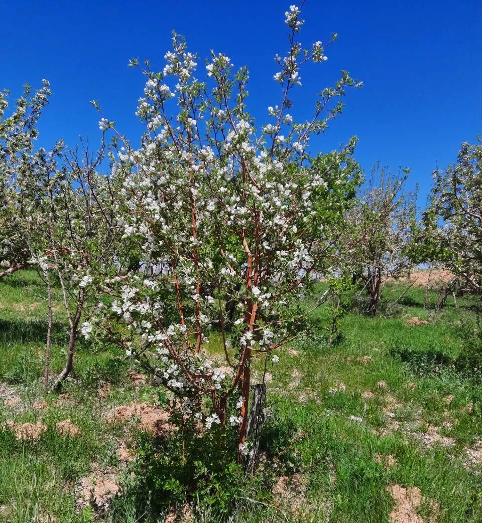 باغ سیب در منطقه شهرستان سمیرم