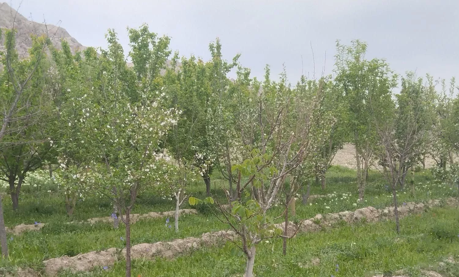 باغ نزدیک شهر توریستی گلبهار
