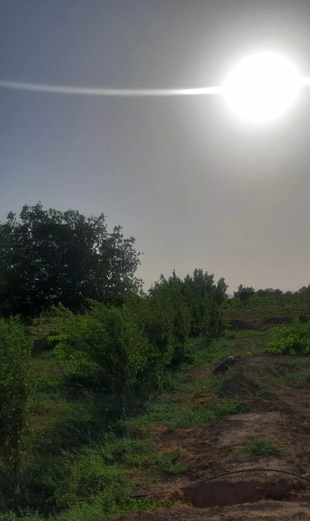 باغ یک هکتاری تاکستان قزوین