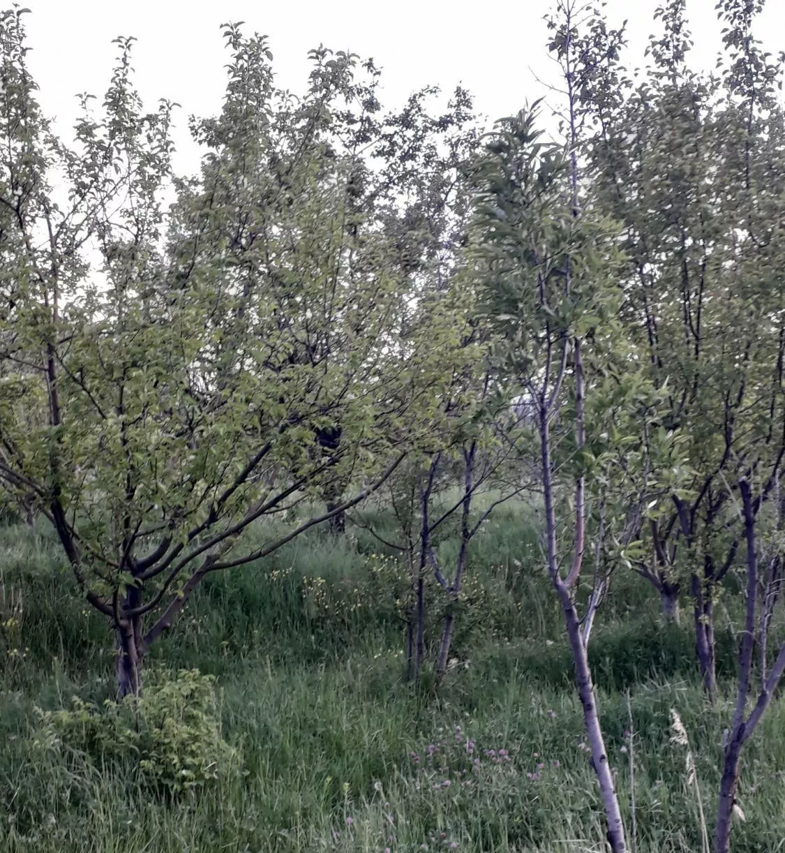 یک قطعه باغ زیبا و درختان بار ده در روستای مزرعه