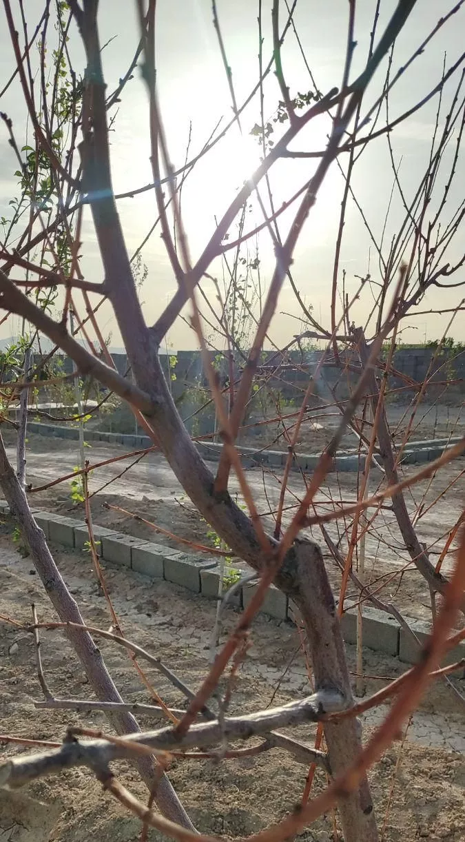 باغچه و باغ با متراژ ۲۶۱ -سهم آب -حدود باغات دنج