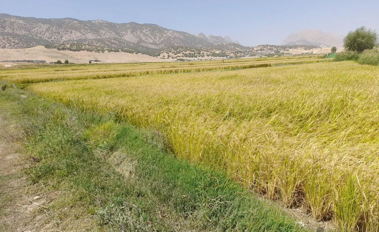 فروش زمین برنجکاری واقع در روستای قرح هرسال کشت