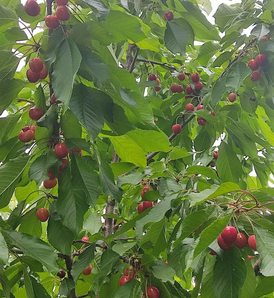 باغ میوه