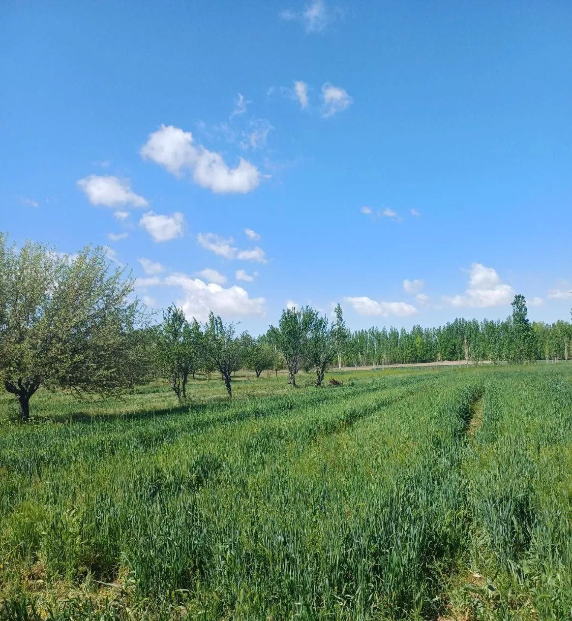 باغ و زمین کشاورزی ۲۰ کیلومتری زنجان به سمت تهران