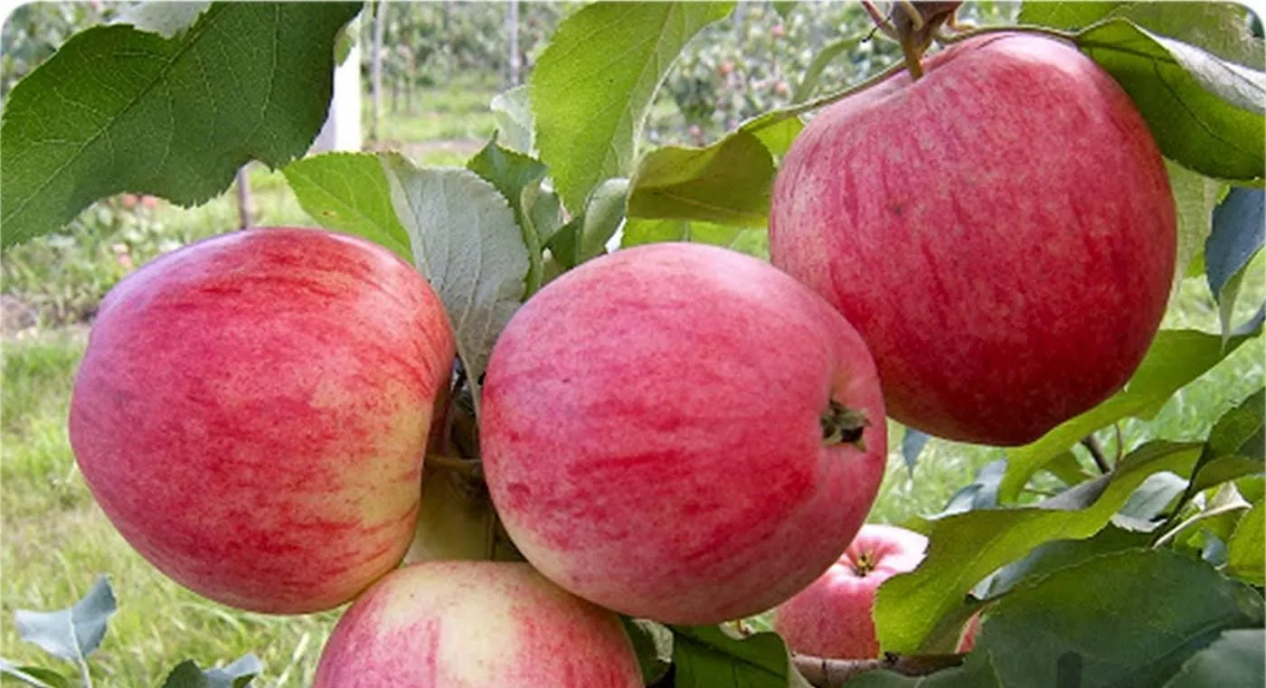 1000متر باغ سیب واقع در رودشیر زارع