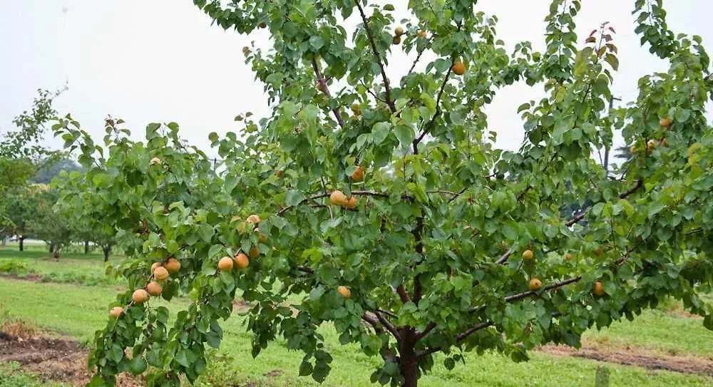 باغ روستایی زواریان با انواع درخت میوه